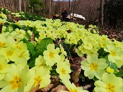 Festa di fiori sui sentieri per il Monte Ubione-6 marzo 2026-FOTOGALLERY